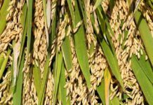 Can the U.S. double food production by 2050? LSU is working on it
