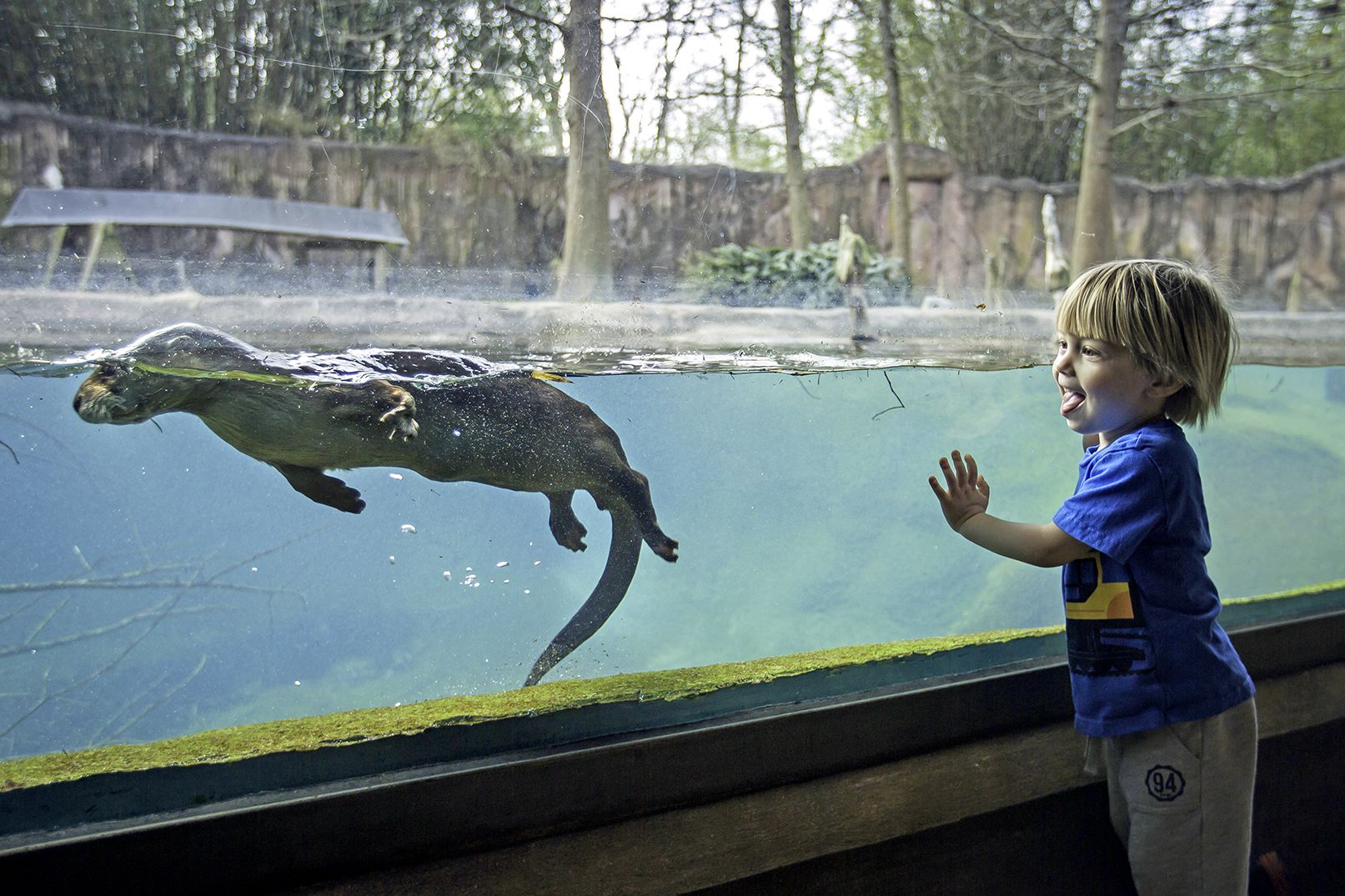 Design teams wanted to overhaul Baton Rouge Zoo, Greenwood Park