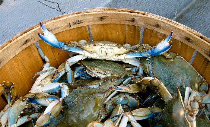 Bushel of Blue Crabs