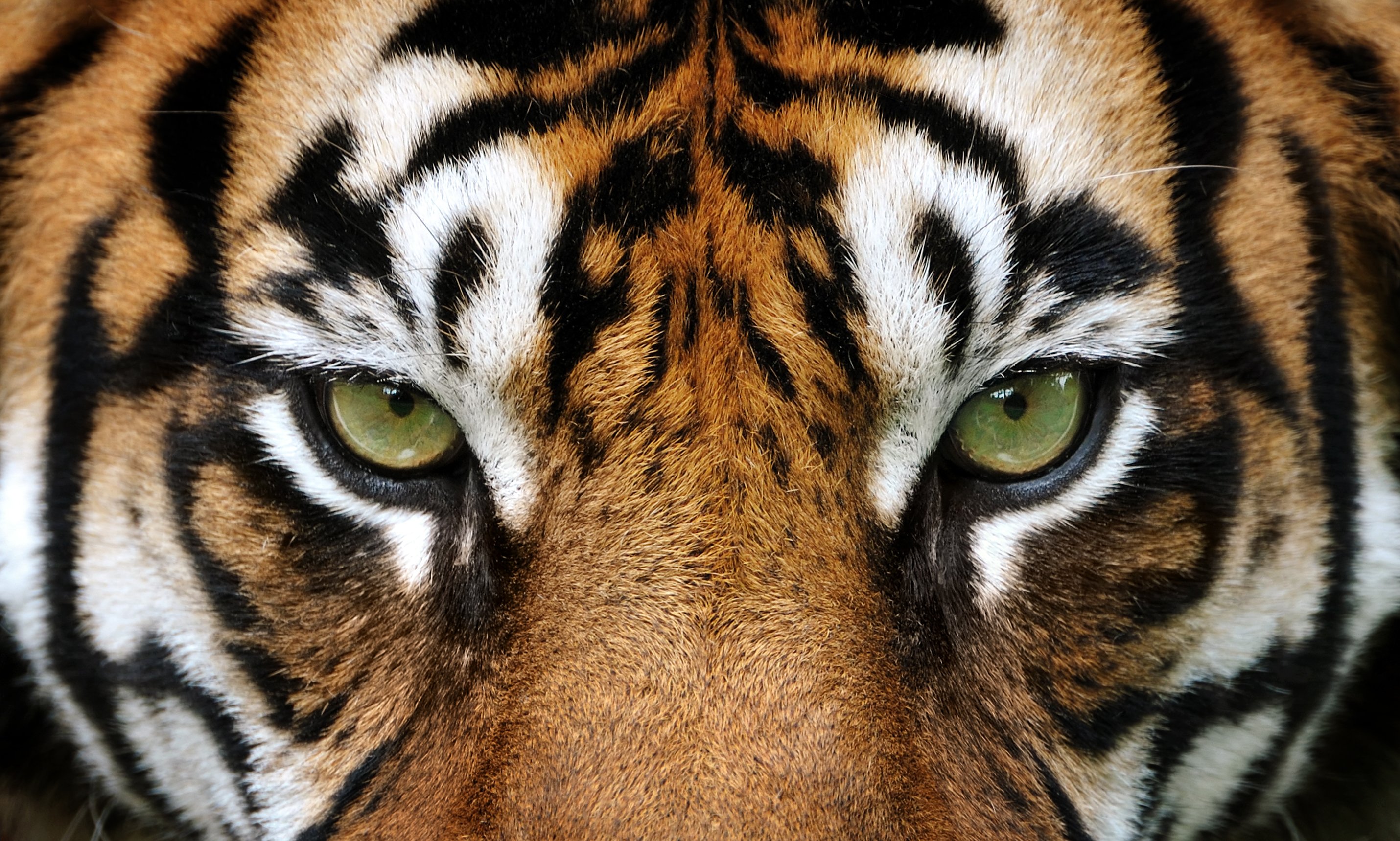 eyes of the tiger - Baton Rouge Business Report