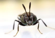 Fluker Farms bets the black soldier fly holds the key to food sustainability Fluker Farms