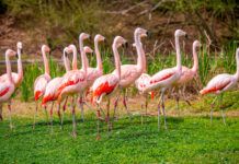 BREC’s Baton Rouge Zoo: Zoo transformation creates joy, excitement, new memories