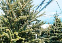 Christmas tree shortage? These Baton Rouge businesses are selling live trees