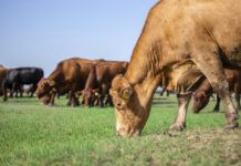 State cattle industry expects to lose up to $290M from heat and drought