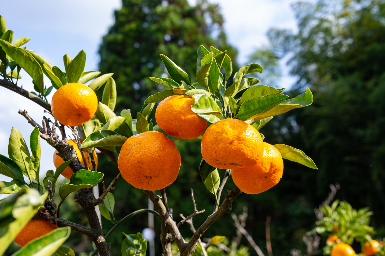 saltwater-intrusion-threatens-louisiana-citrus-growers