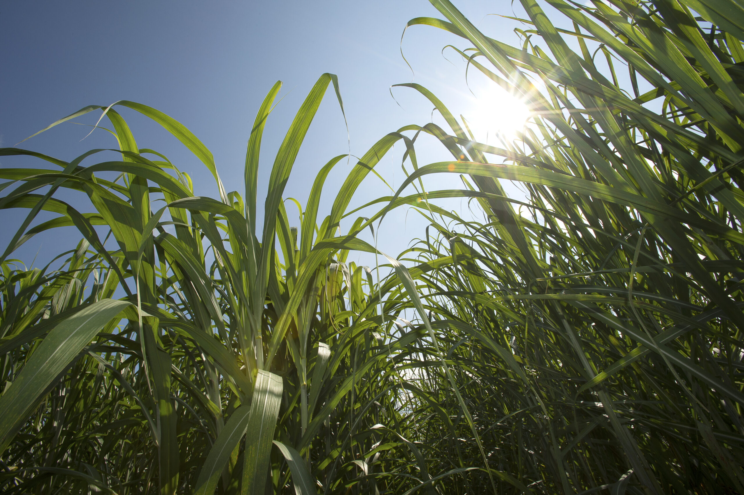 LSU AgCenter John Deere Team Up On AI aided Sugarcane Project lsu-agcenter-john-deere-team-up-on-ai-aided-sugarcane-project
