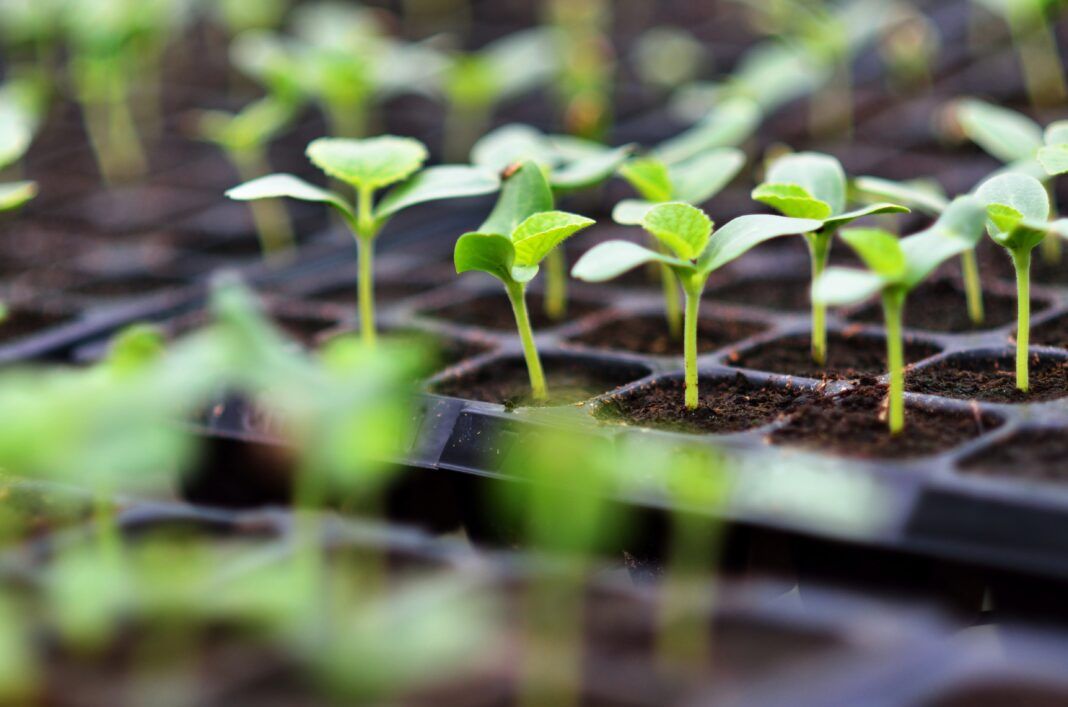 Melon in nursery tray, young melon plant growing in greenhouse