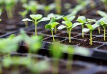 D’s Garden Center announces closure