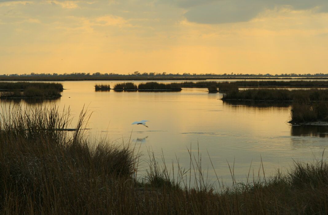 Dusk on a marsh with a low flying dragonfly