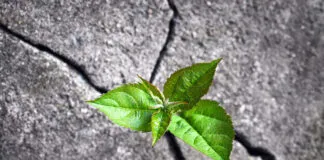 How leaders and their teams can stay grounded when everything feels uncertain Image