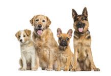 Ascension’s shelter animals are getting an upgrade