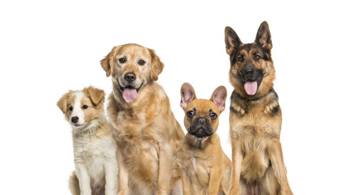Ascension’s shelter animals are getting an upgrade